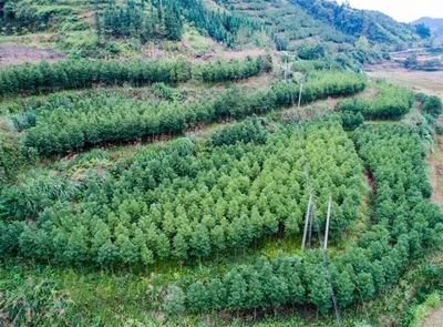 种植什么树好看又致富？——探讨园林绿化与经济发展的和谐之道